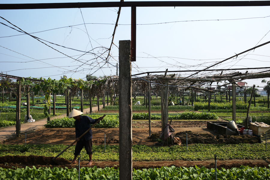 Hoi-An-Motorbike-Tour-Tra-Que-Vegtable-Village